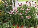 coneflowers.jpg