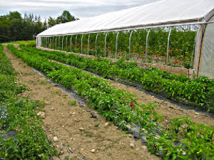 Greenhouses/28.jpg