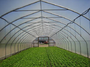 Greenhouses/photo.JPG